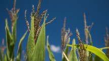 corn stalks 