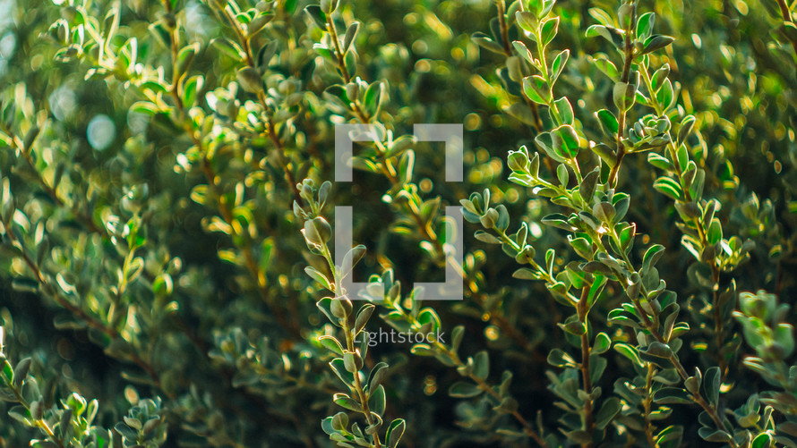green bush 