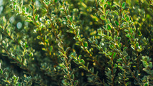green bush 