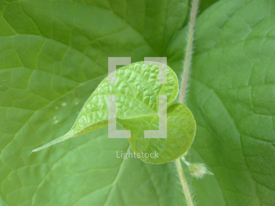 closeup of fresh new leaf on vine with larger leaf behind it
