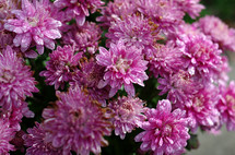 pink chrysanthemums 