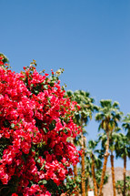 red tropical flowers and palm trees 