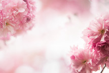 pink flowers against a white background 