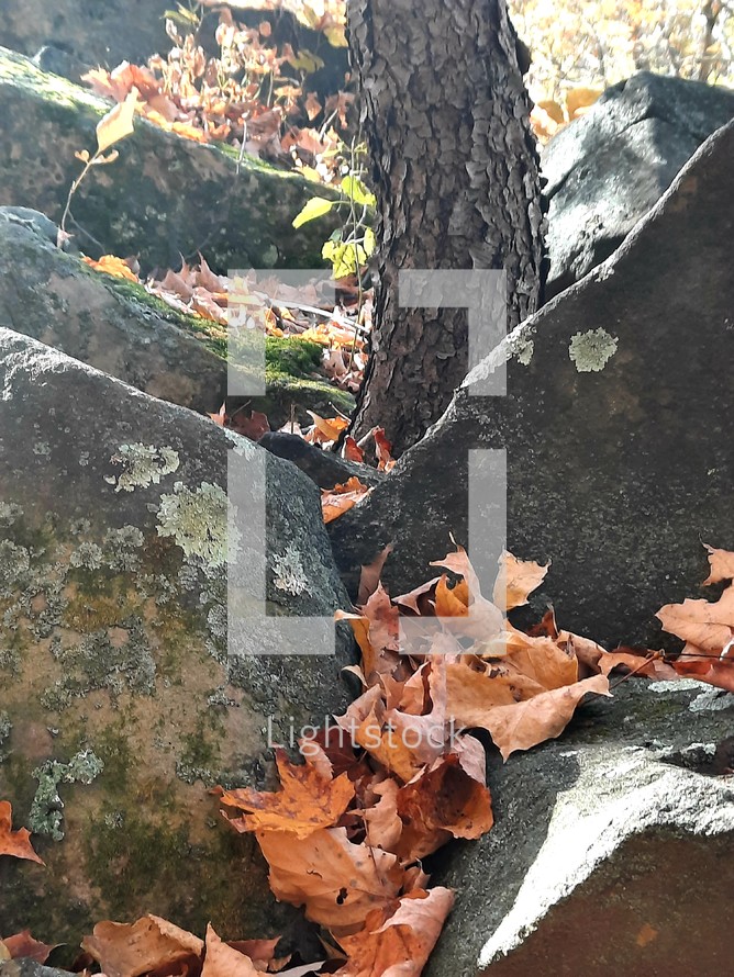 Autumn leaves in rocks