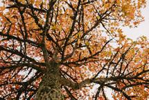 tall fall tree 