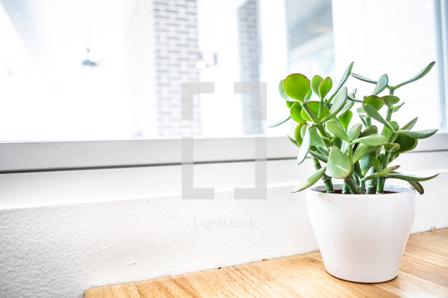 potted plant by a window 