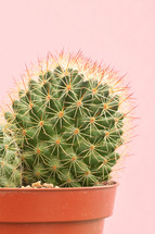 potted cactus plant 