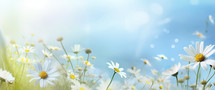 Summer meadow with daisies and sun. Floral background