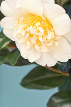 Camellia Theaceae Branch With Flower