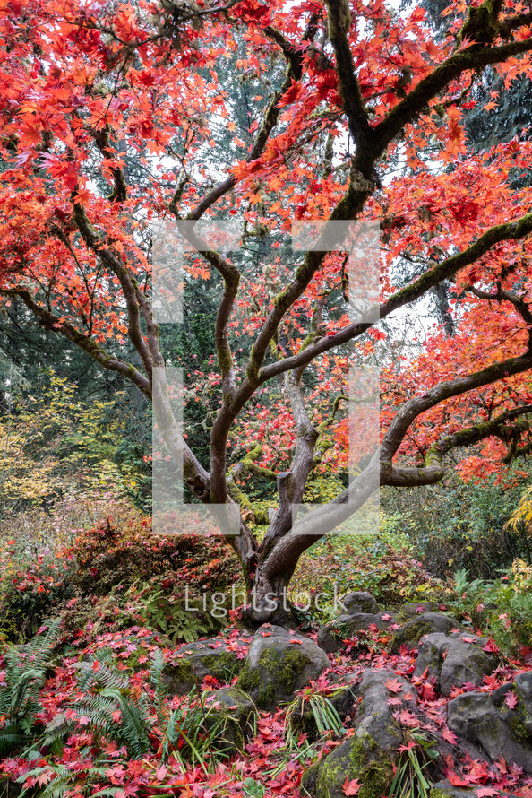 red autumn maple tree 