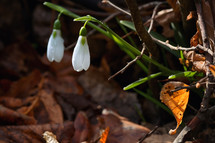 Snowdrops in morning spring forest