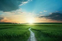 Beautiful sunset over green field. Landscape with a path.
