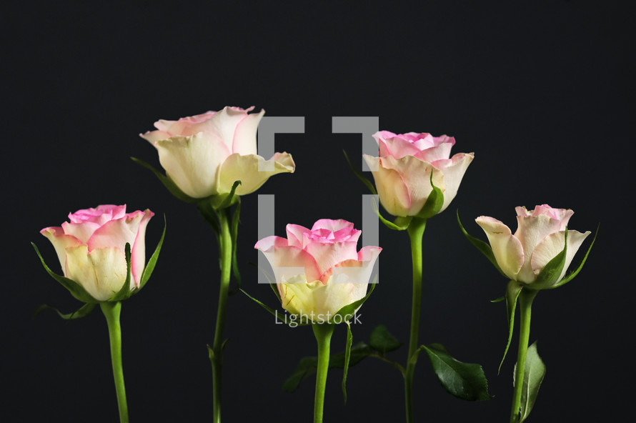 pink roses on a black background 