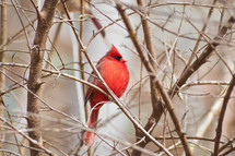 red cardinal in a winter tree 