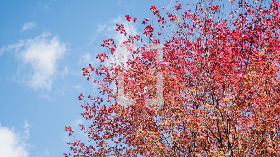 a fall maple tree 