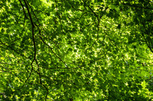 green leaves on summer tree 