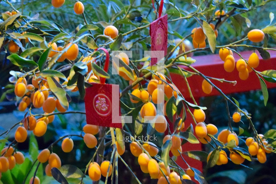 fruiting Kumquat tree with red ribbon and flag for the Chinese New Year 