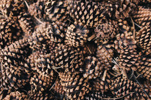 pile of pine cones
