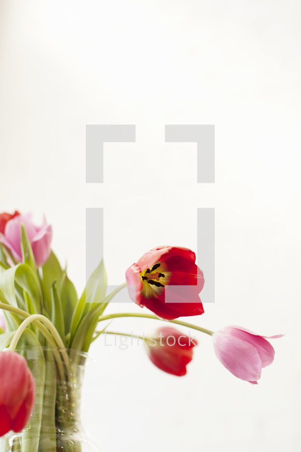 pink and red tulips in a vase 