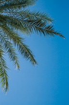palm tree against a blue sky 
