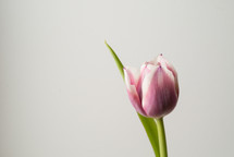single tulip against a white background 