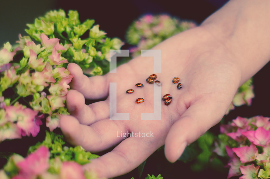 child's hand holding ladybugs 