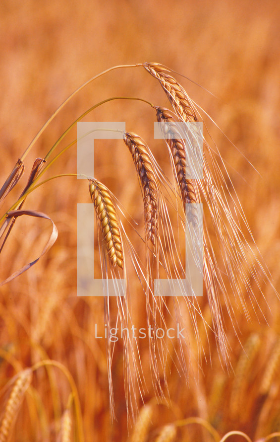 golden wheat grains 
