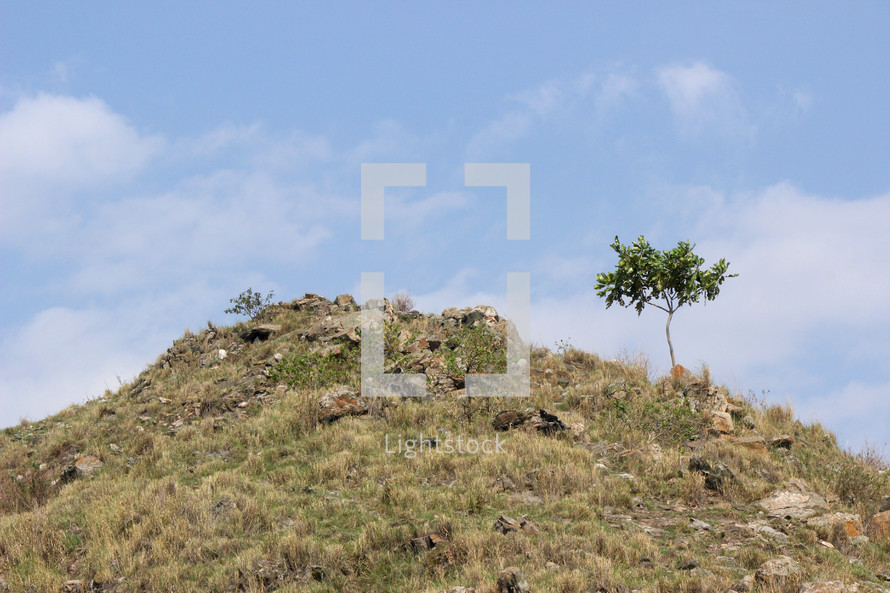lone tree on the side of a hill 