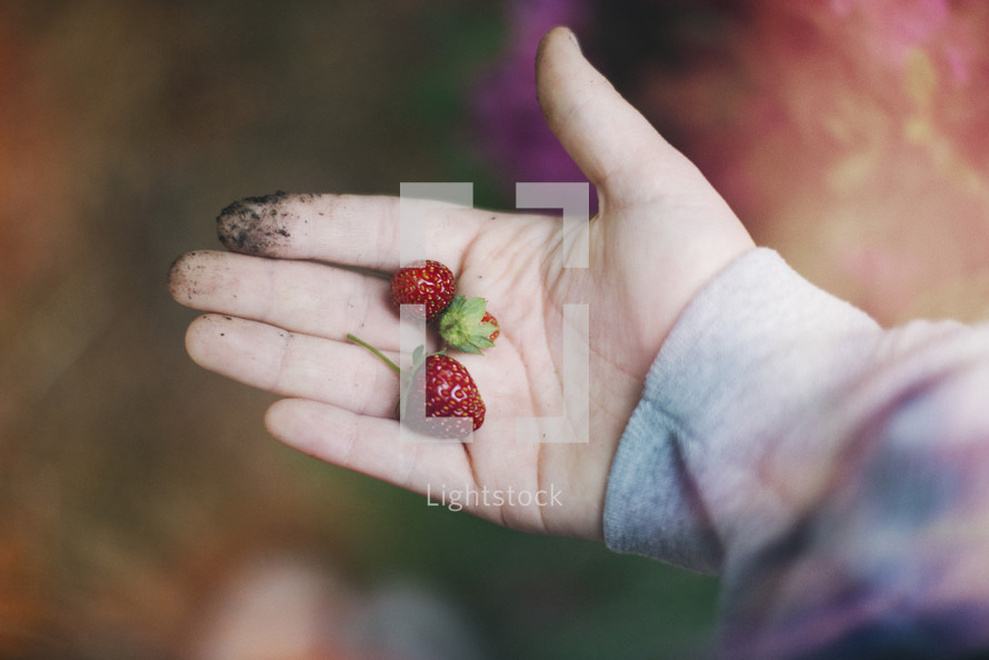 Dirty hand holding strawberries.