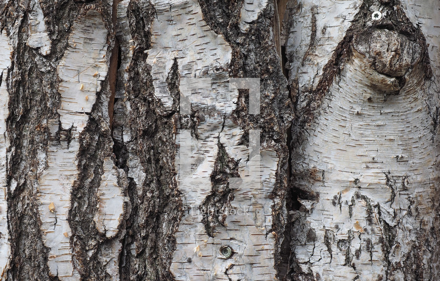 birch tree bark texture useful as a background