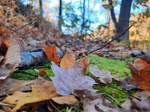 Autumn leaves on moss