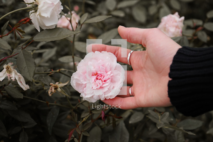 woman's hand touching a rose 