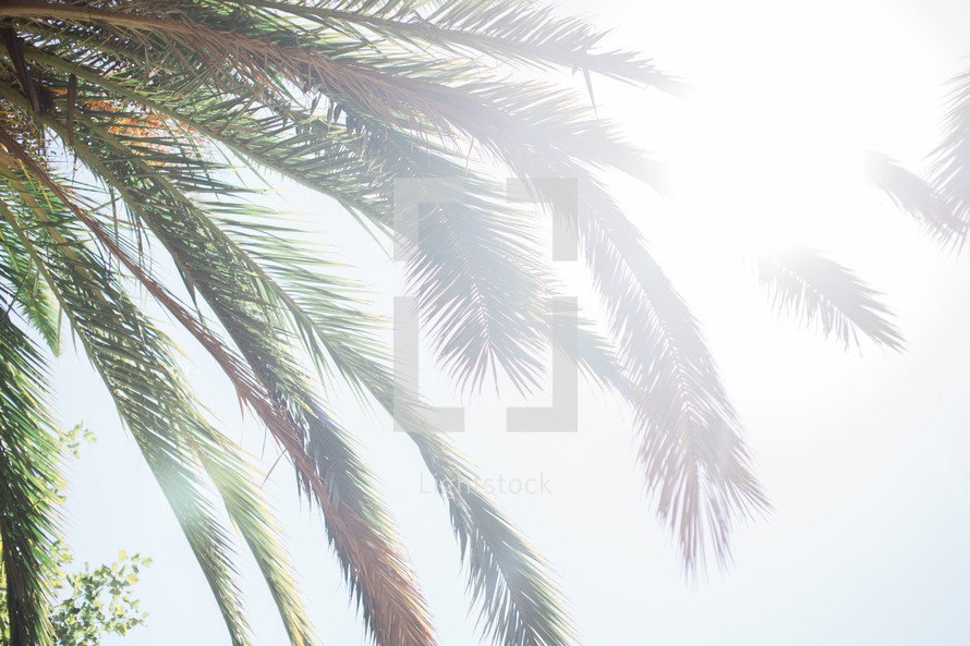 sunlight on a palm tree 
