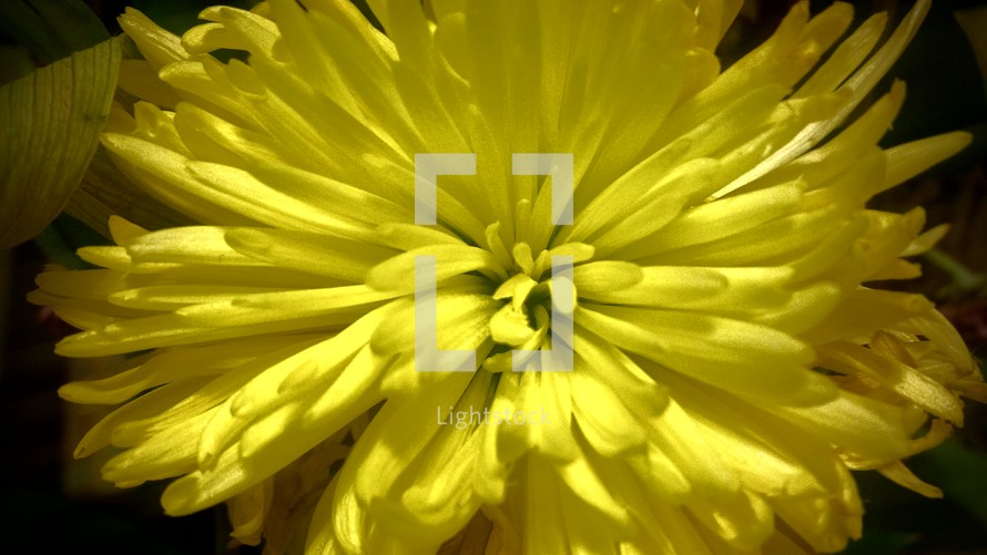 yellow flower closeup 