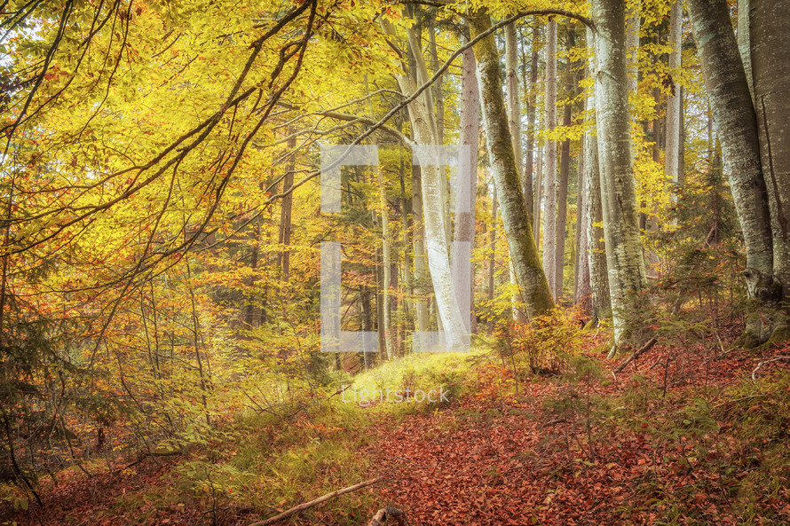 autumn woods 