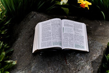 BIble on a rock in a garden of daffodils 