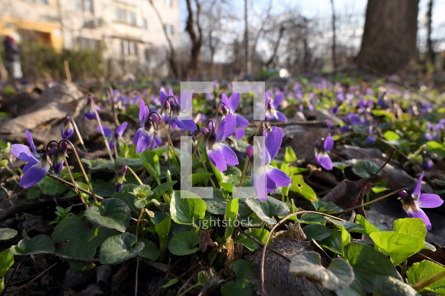 Violets (Viola Odorata) In A Spring City