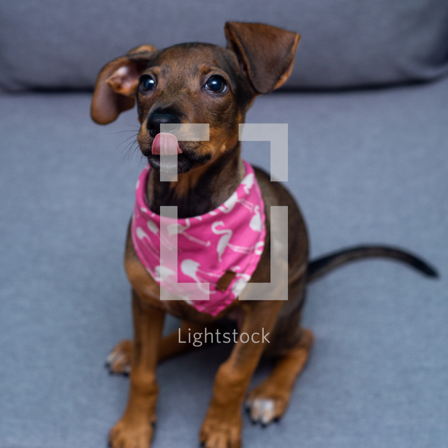 small dog with a bandana 