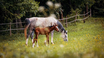 Mare with Foal Grazing in a Meadow