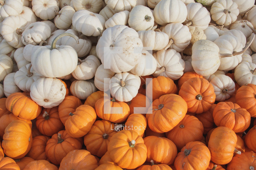 pile of orange and white pumpkins 