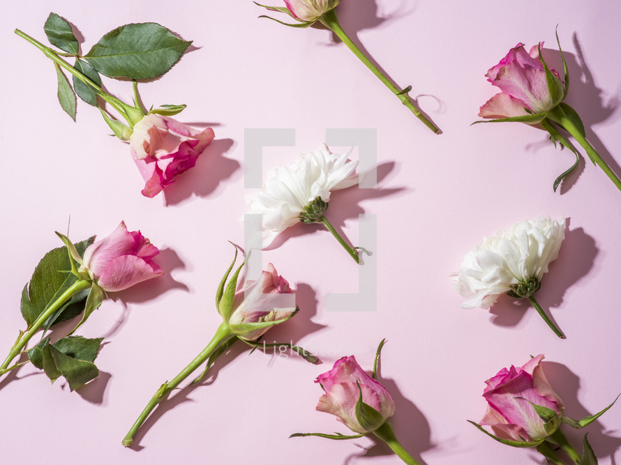 pink roses on a pink background 