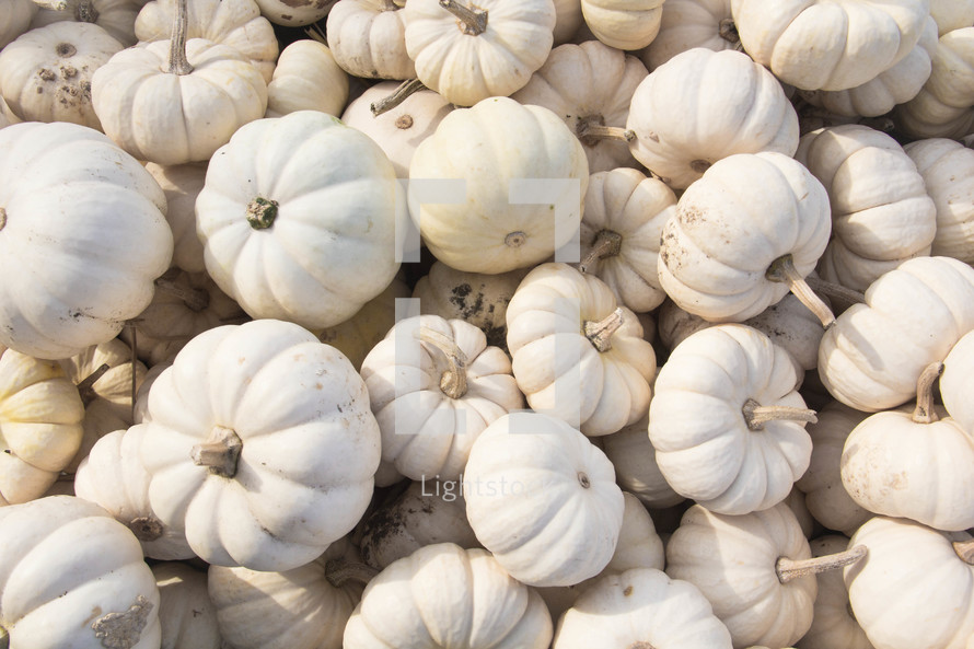 pile of white mini pumpkins 