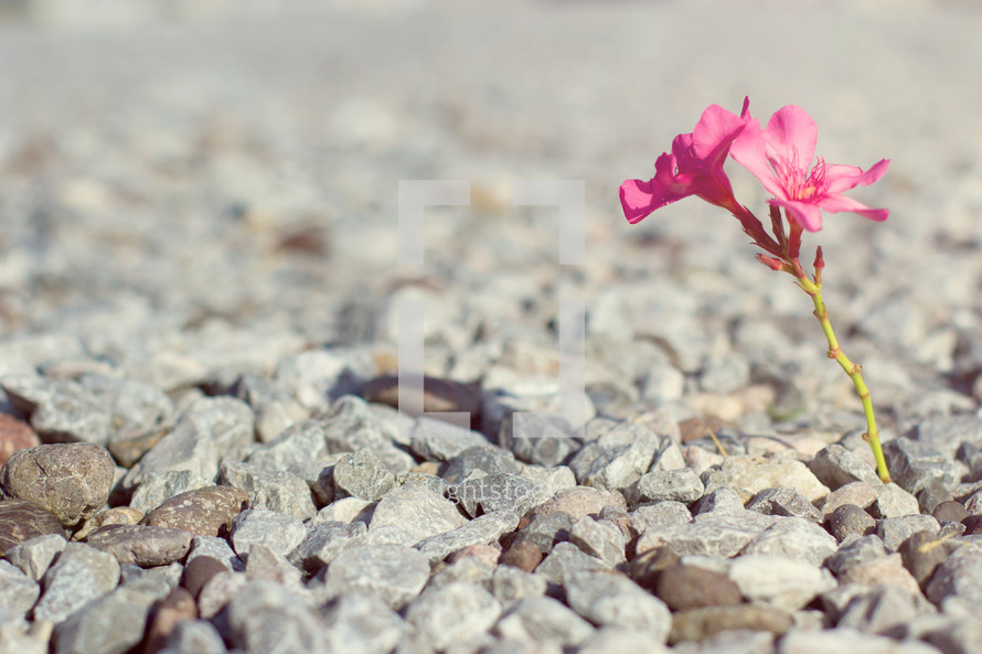 pink flower growing in gravel 
