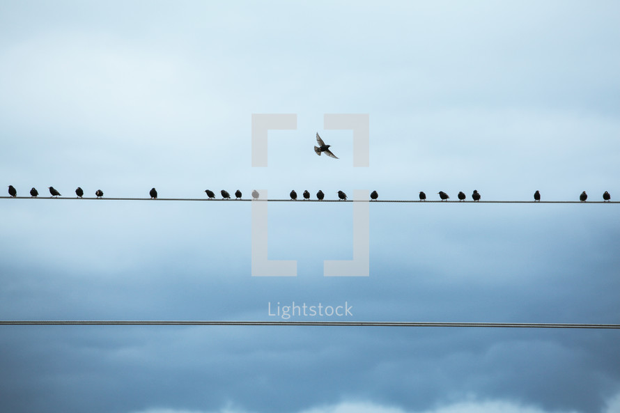 Birds perched on telephone lines with bird flying overhead.
