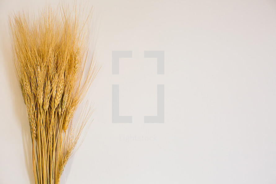 wheat on a white background 