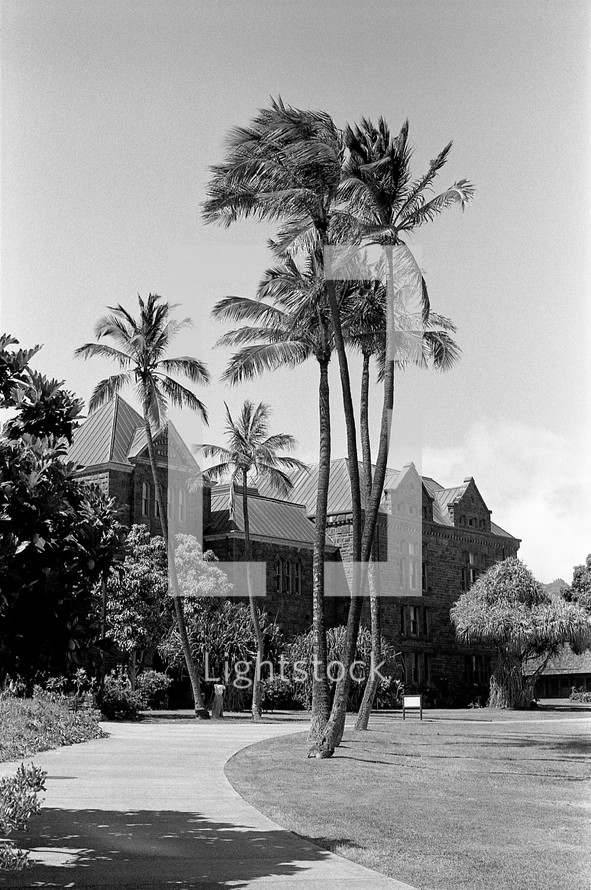 palm trees in front of a mansion 