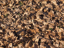 Fallen autumn leaves useful as a background