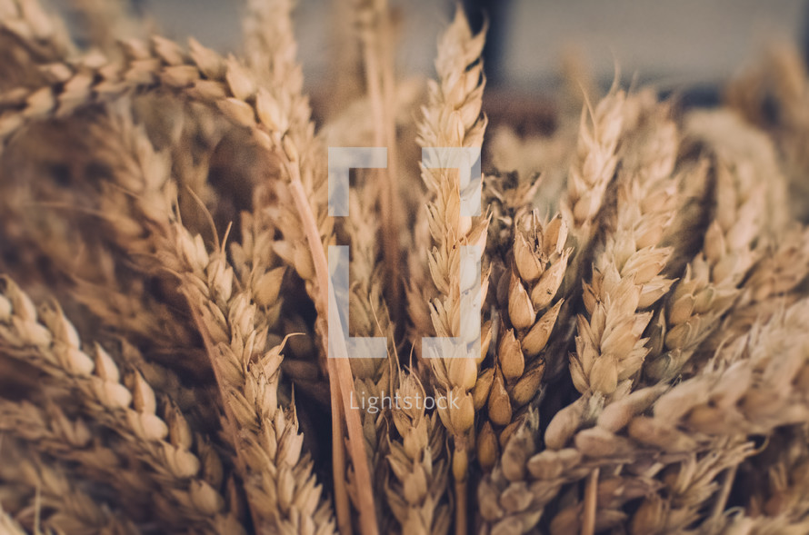 a sheaf of wheat