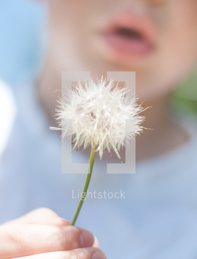 Boy about to blow a dandelion seed head