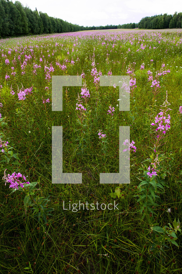 field of purple wildflowers 